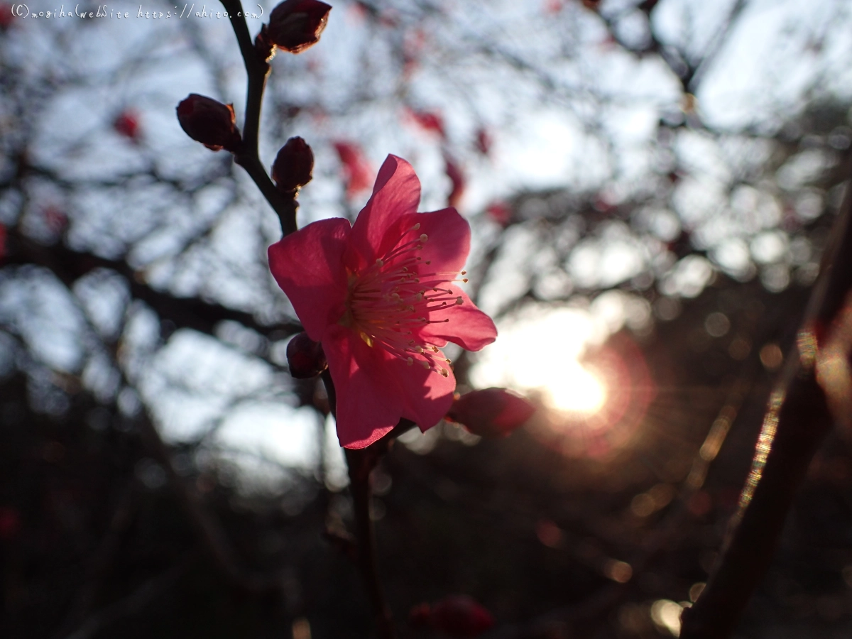 朝の光と梅の花 - 55