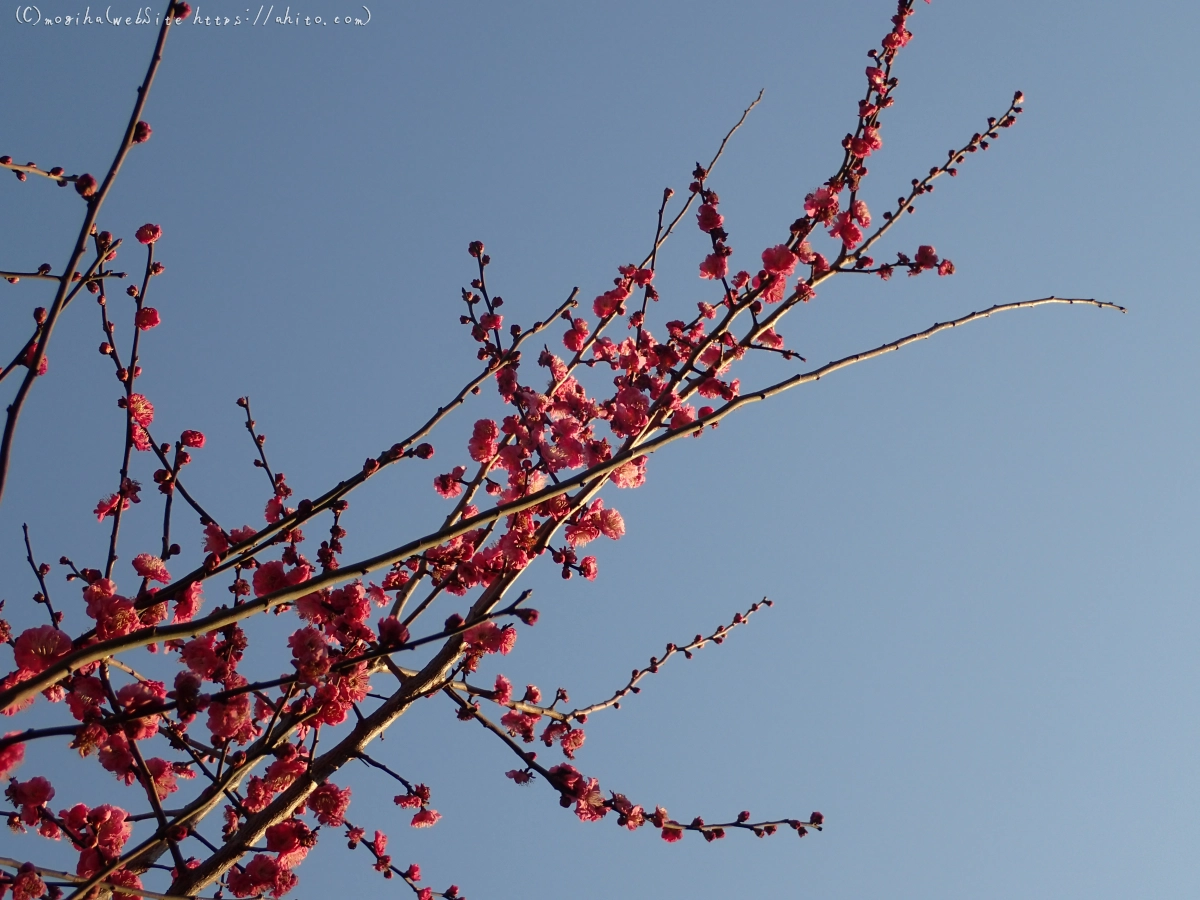 朝の光と梅の花 - 57