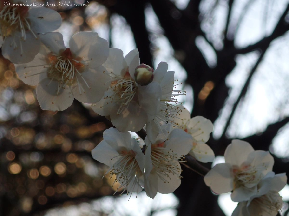 朝の光と梅の花 - 58