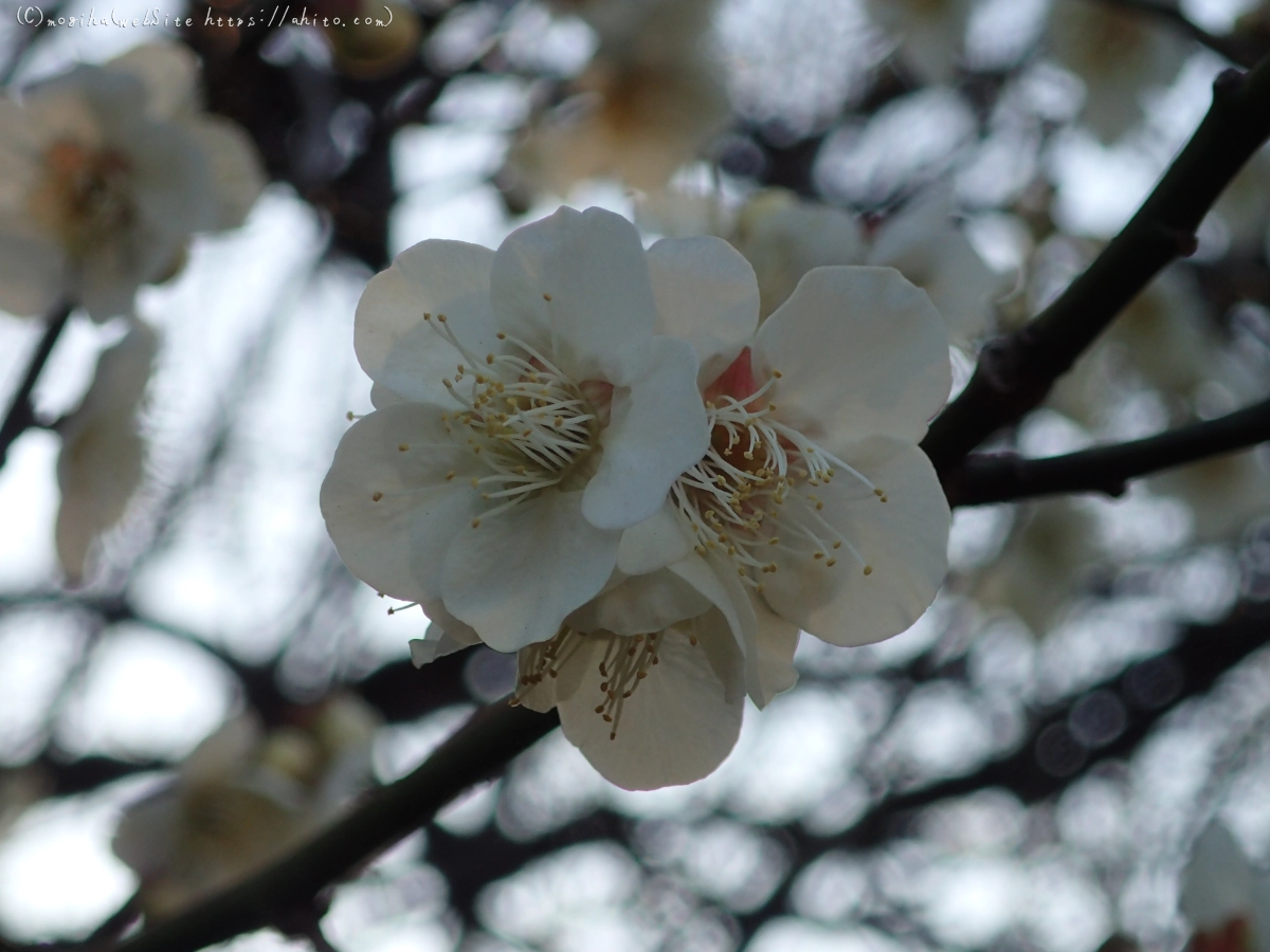 朝の光と梅の花 - 59