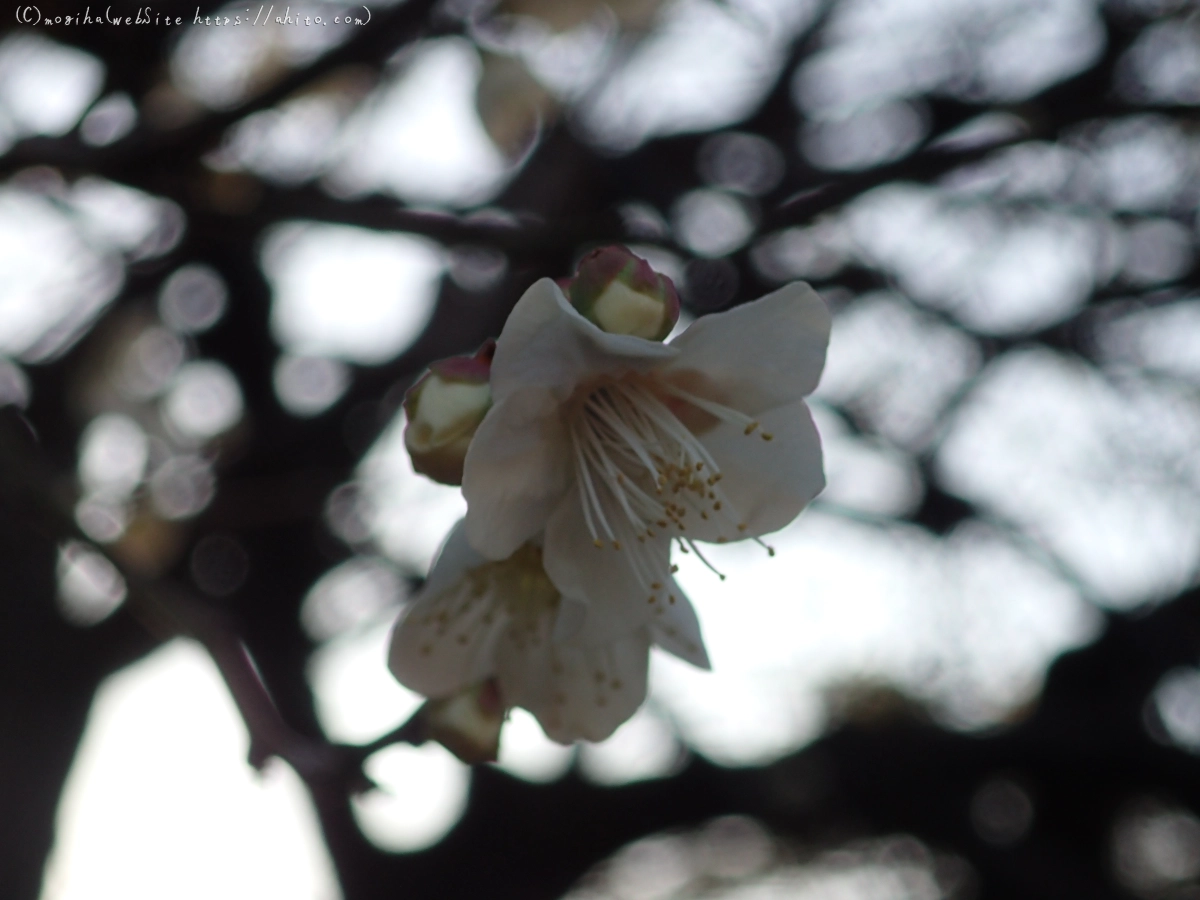 朝の光と梅の花 - 60