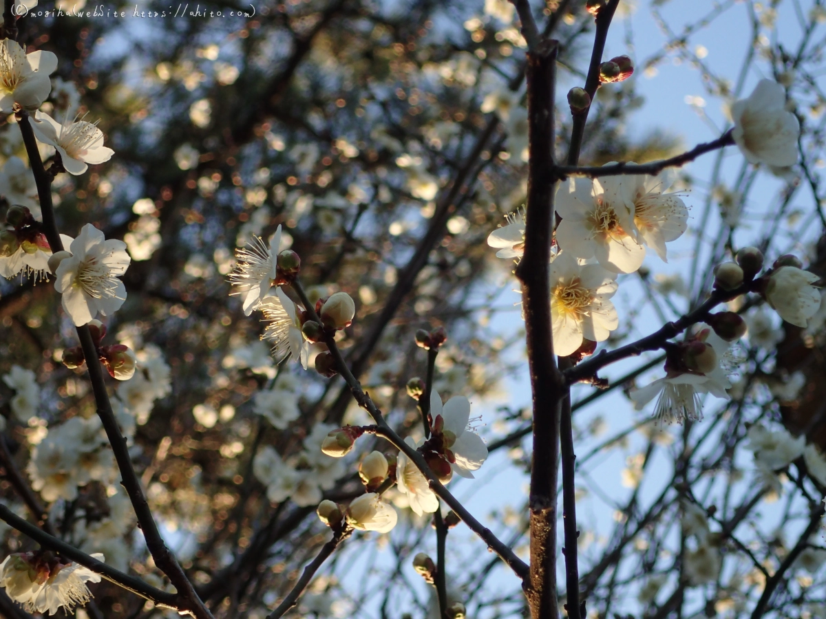 朝の光と梅の花 - 61