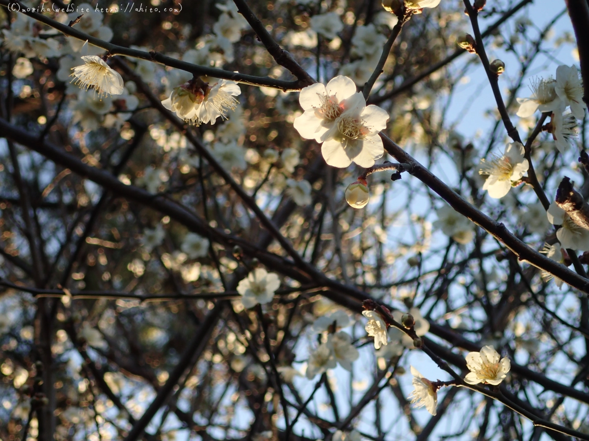 朝の光と梅の花 - 62