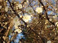 朝の光と梅の花