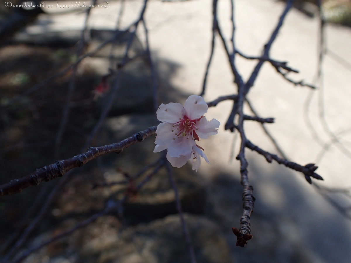 お寺の階段と梅 - 01