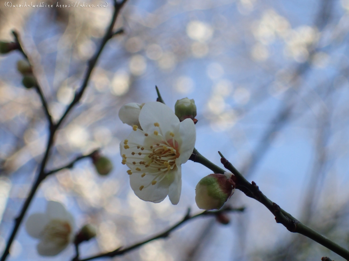 お寺の階段と梅 - 08