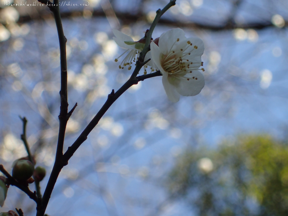 お寺の階段と梅 - 11