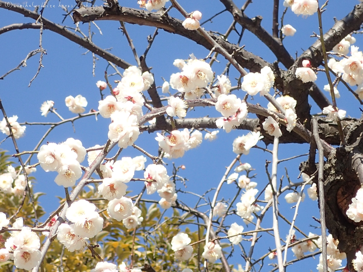 お寺の階段と梅 - 15