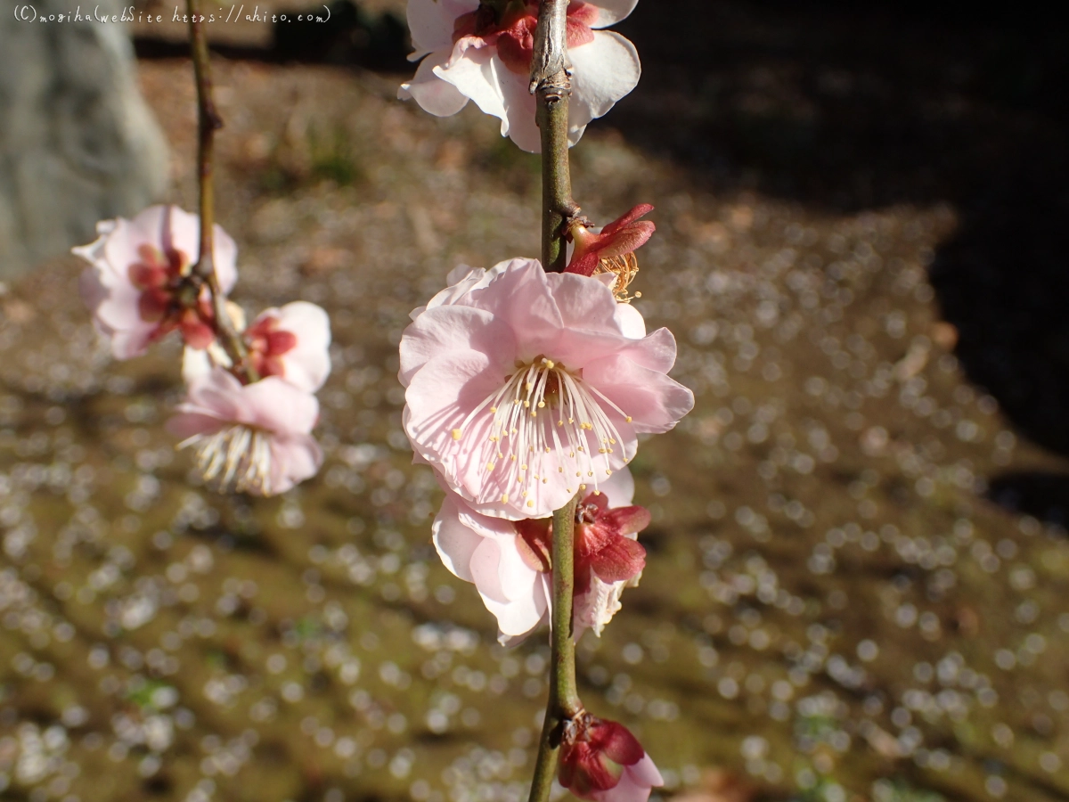 お寺の階段と梅 - 18