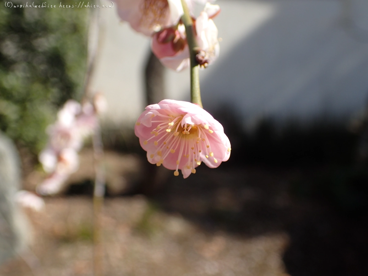 お寺の階段と梅 - 19