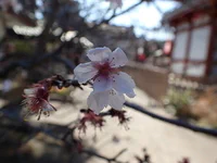 お寺の階段と梅