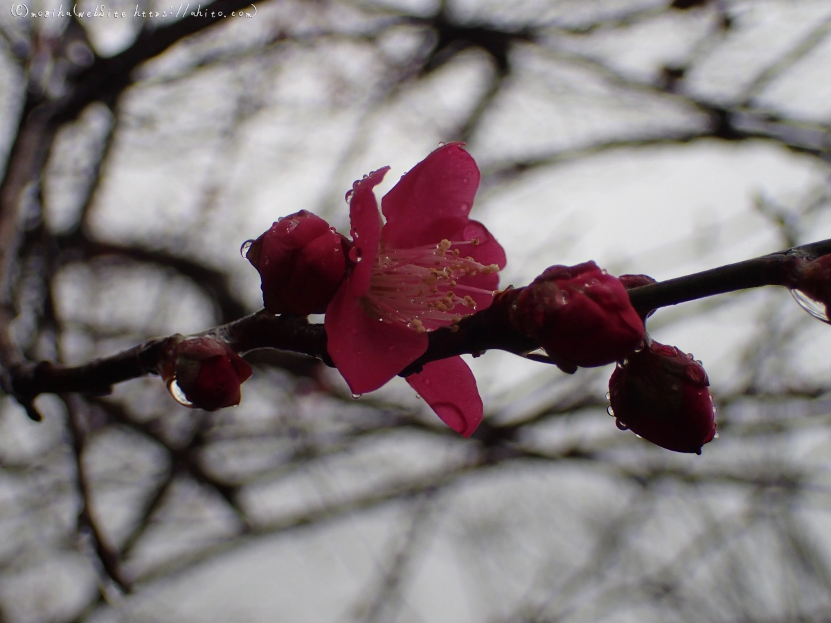 雨降りの梅の花（１） - 01