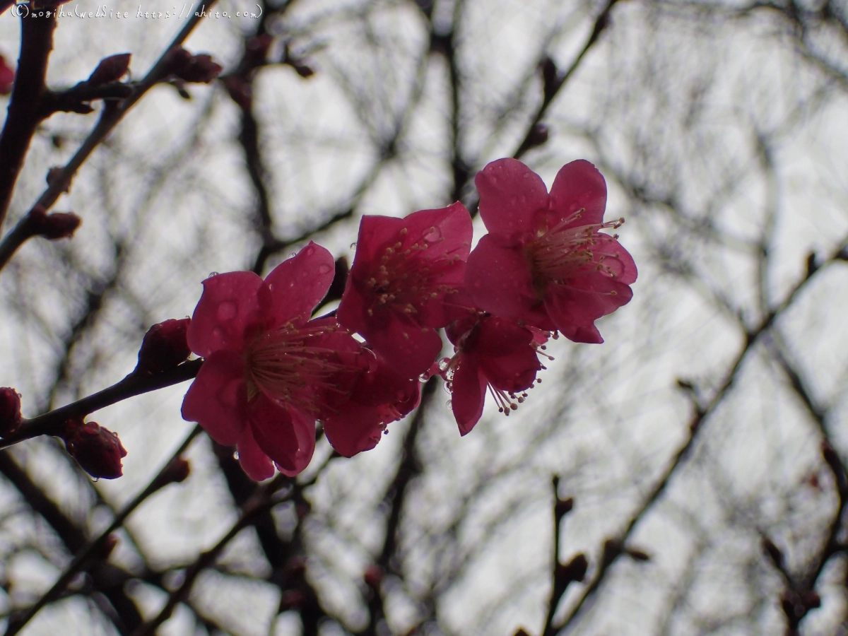 雨降りの梅の花（１） - 02