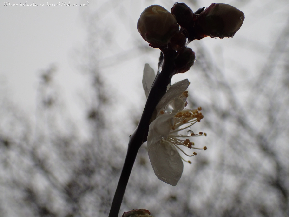 雨降りの梅の花（１） - 05