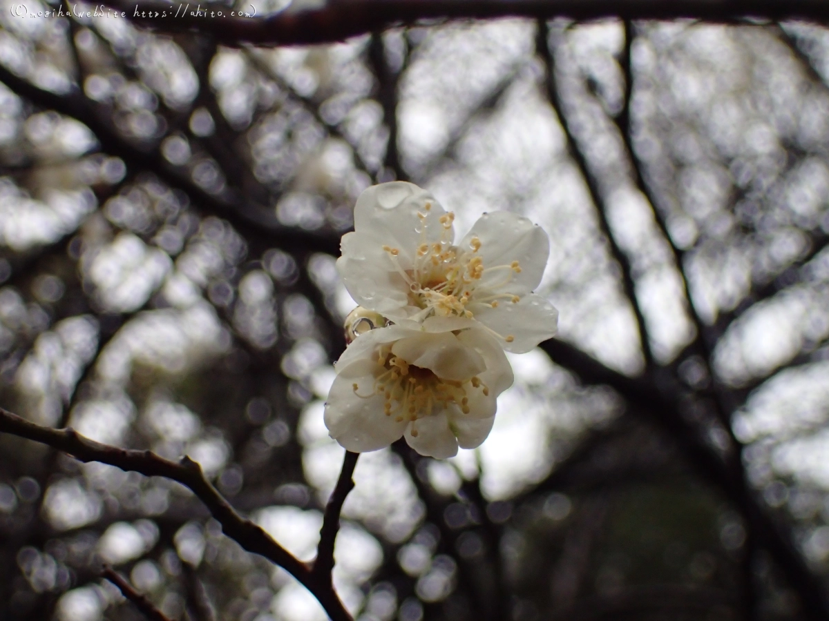 雨降りの梅の花（１） - 06