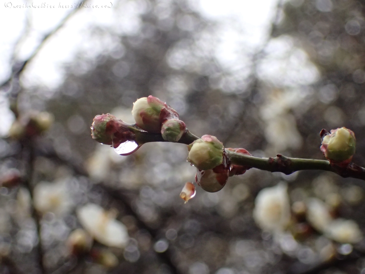 雨降りの梅の花（１） - 07