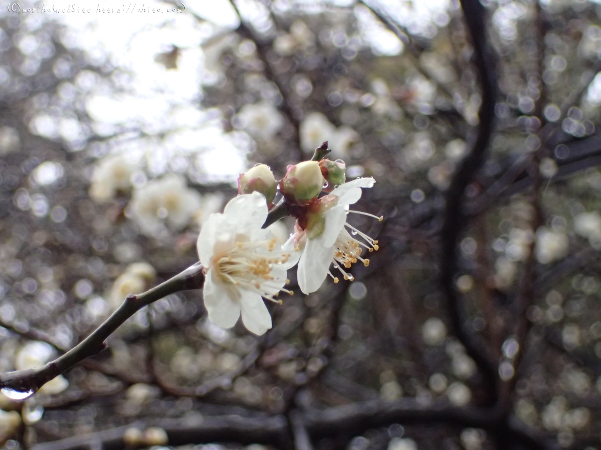 雨降りの梅の花（１） - 08