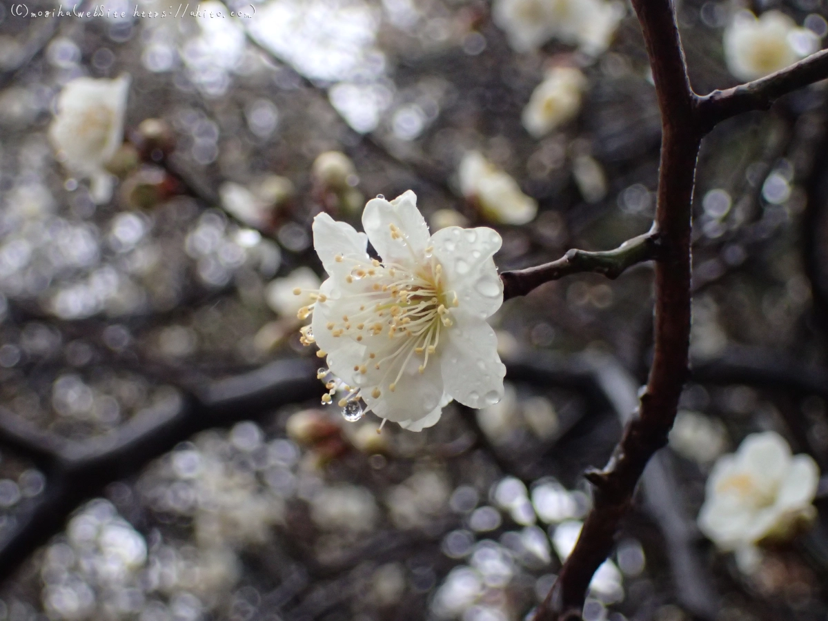 雨降りの梅の花（１） - 09