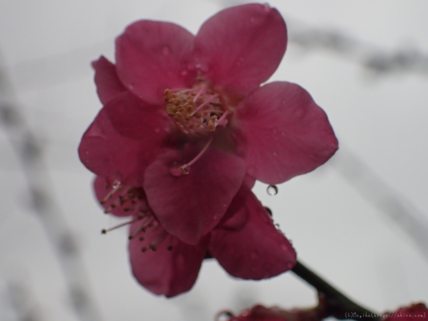 雨降りの梅の花（１） - 11
