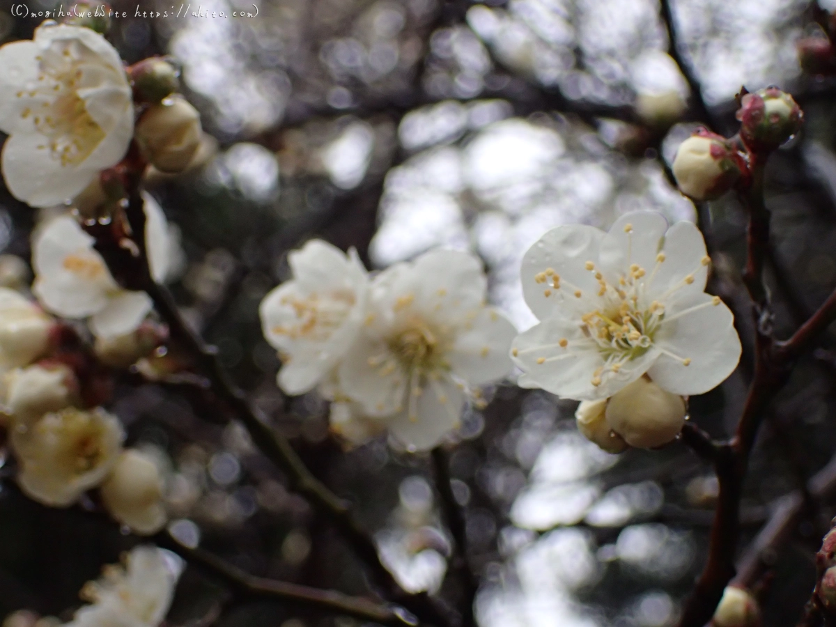 雨降りの梅の花（１） - 11