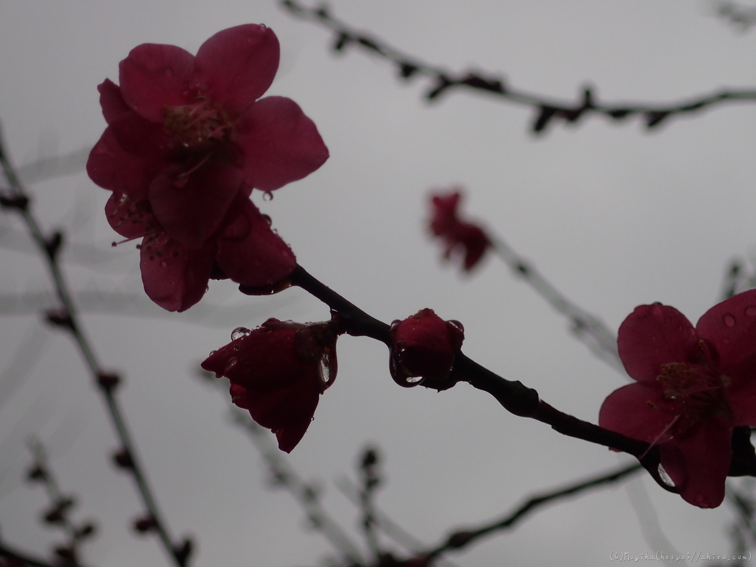 雨降りの梅の花（１） - 12