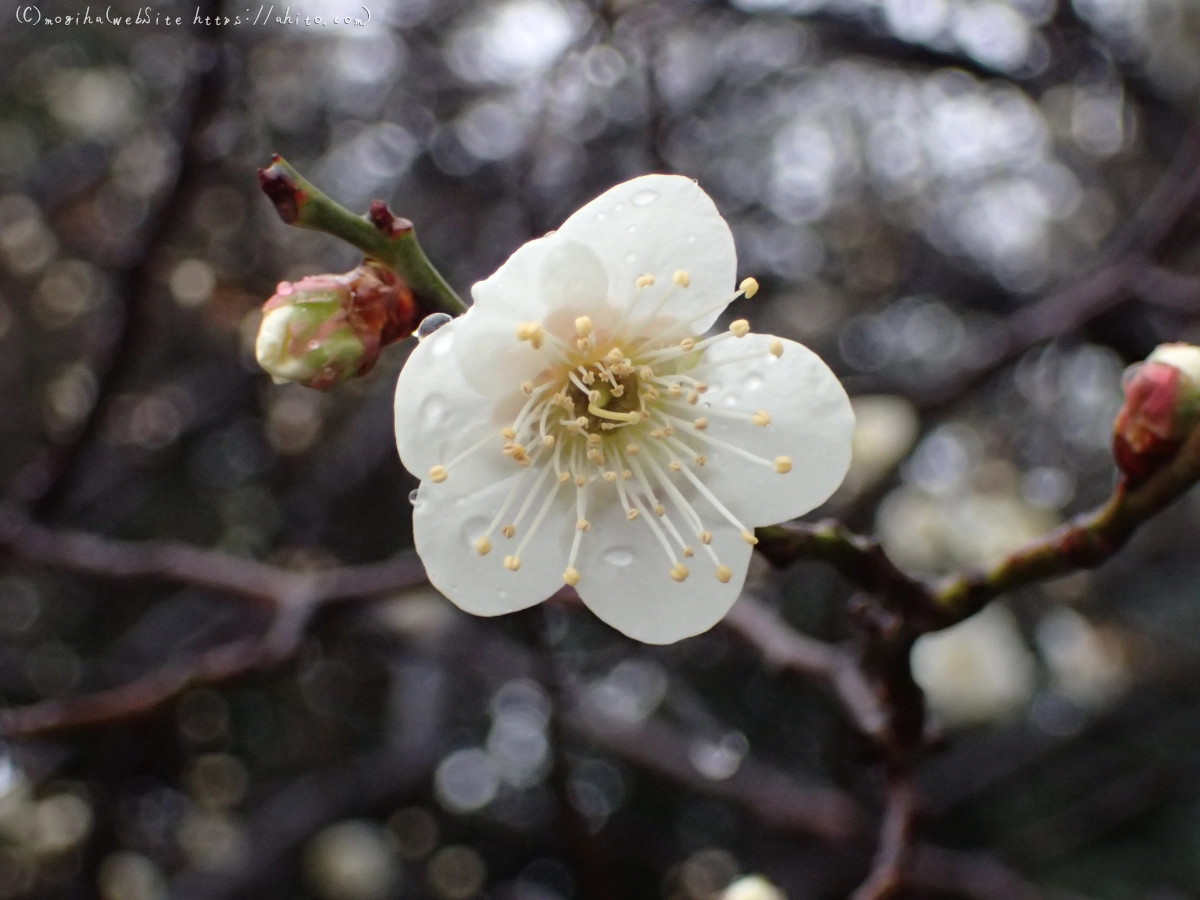 雨降りの梅の花（１） - 12