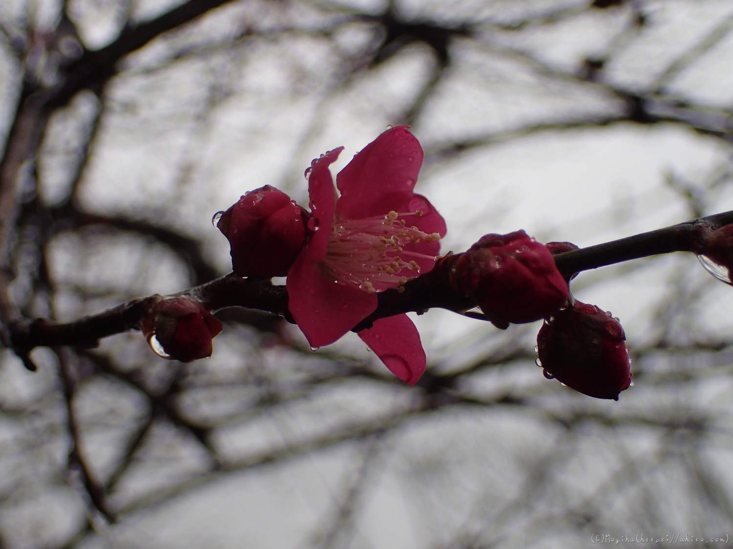 雨降りの梅の花（１） - 13