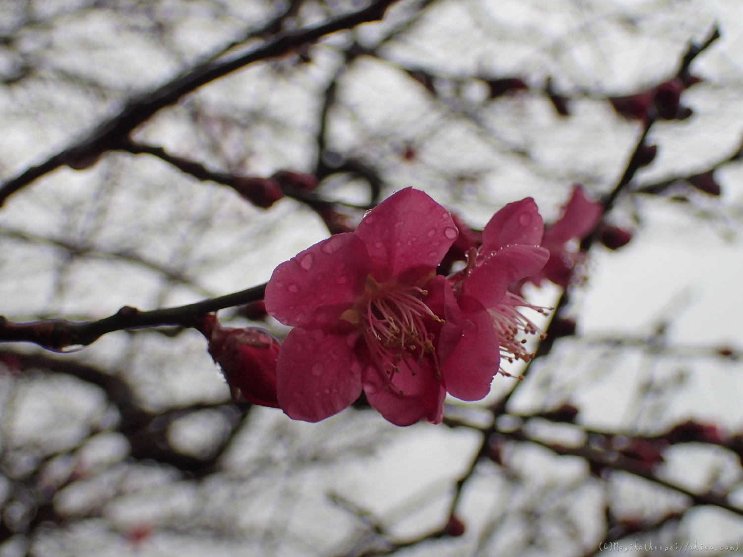雨降りの梅の花（１） - 14