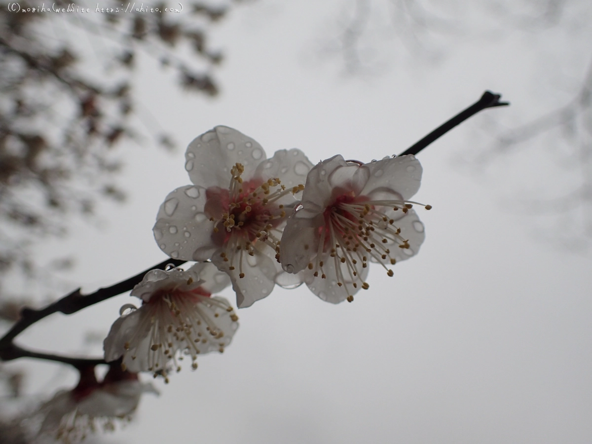 雨降りの梅の花（１） - 14