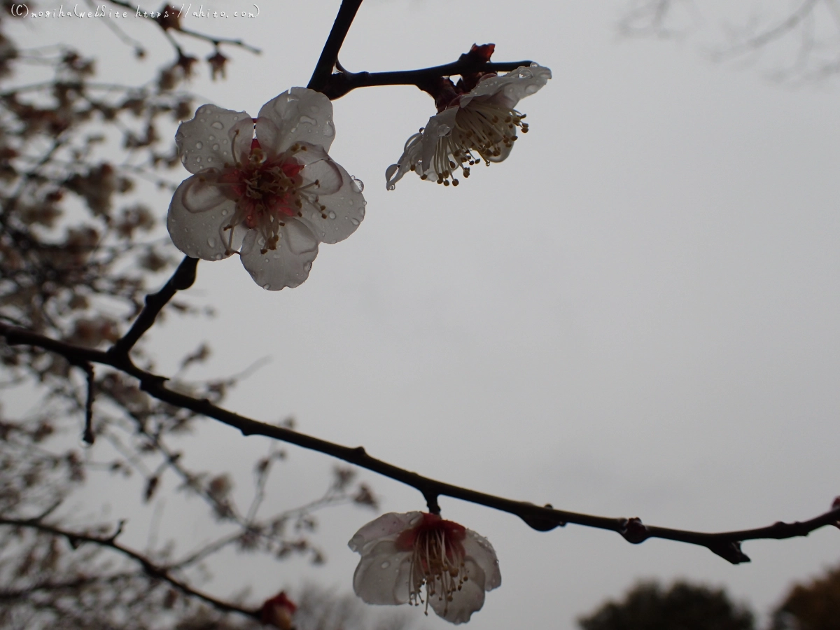 雨降りの梅の花（１） - 15