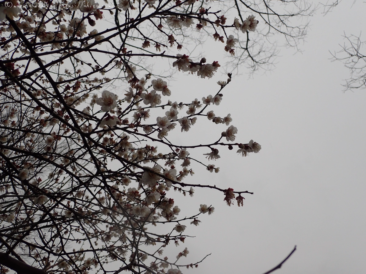 雨降りの梅の花（１） - 16