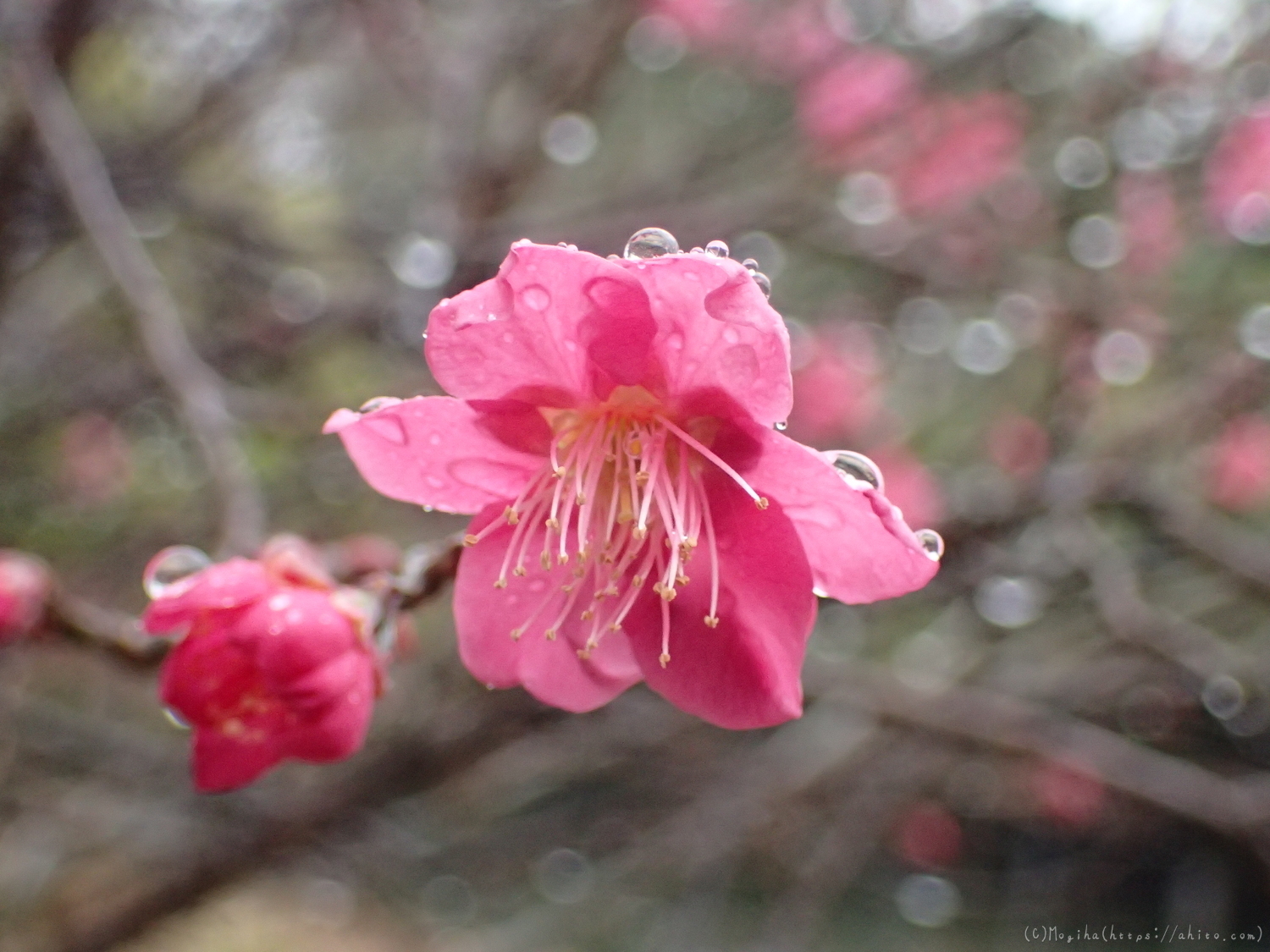 雨降りの梅の花（１） - 17