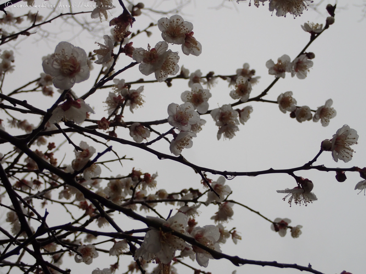 雨降りの梅の花（１） - 17