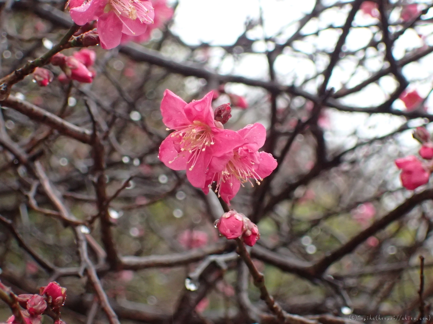 雨降りの梅の花（１） - 18
