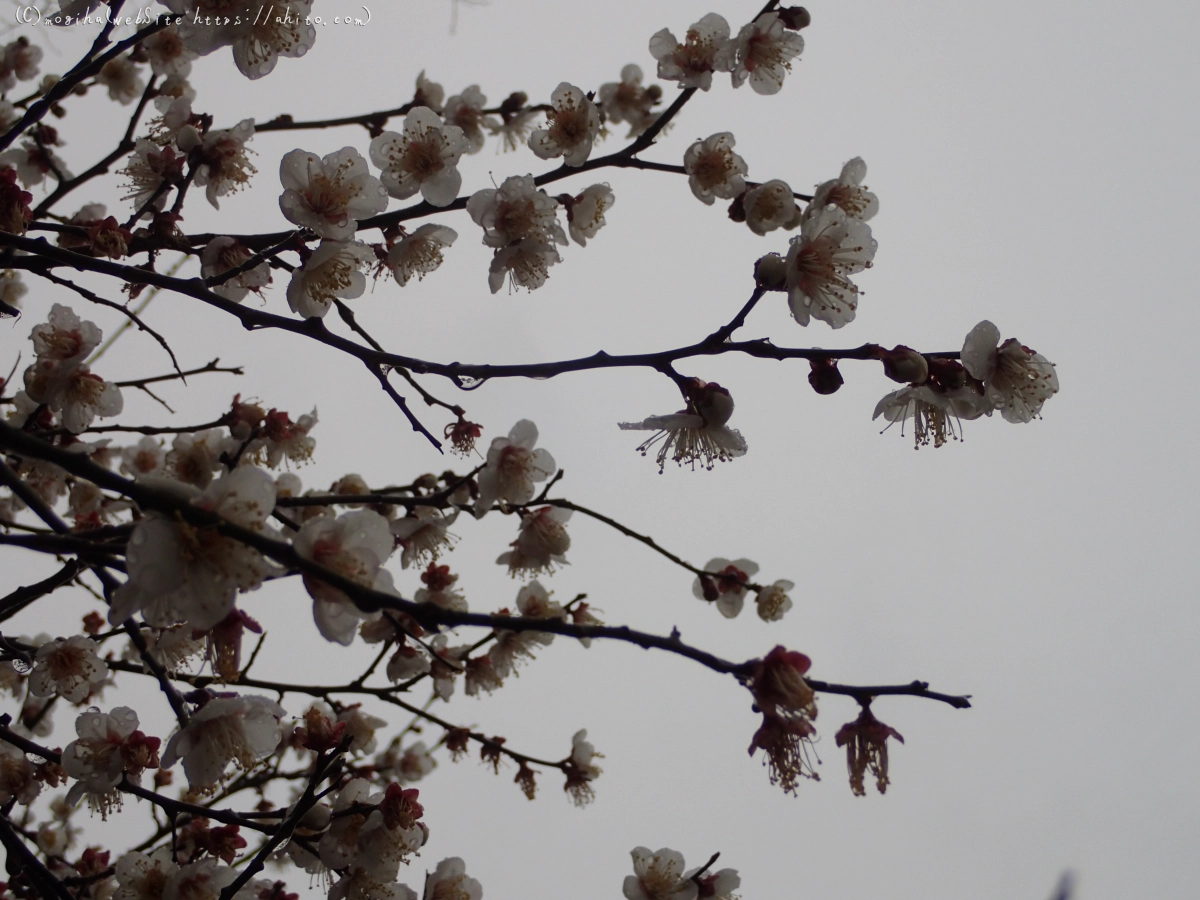 雨降りの梅の花（１） - 18