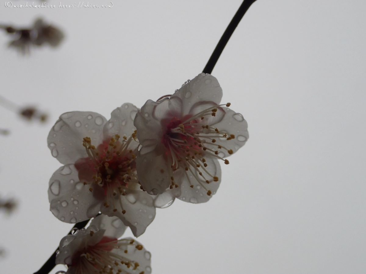 雨降りの梅の花（１） - 19