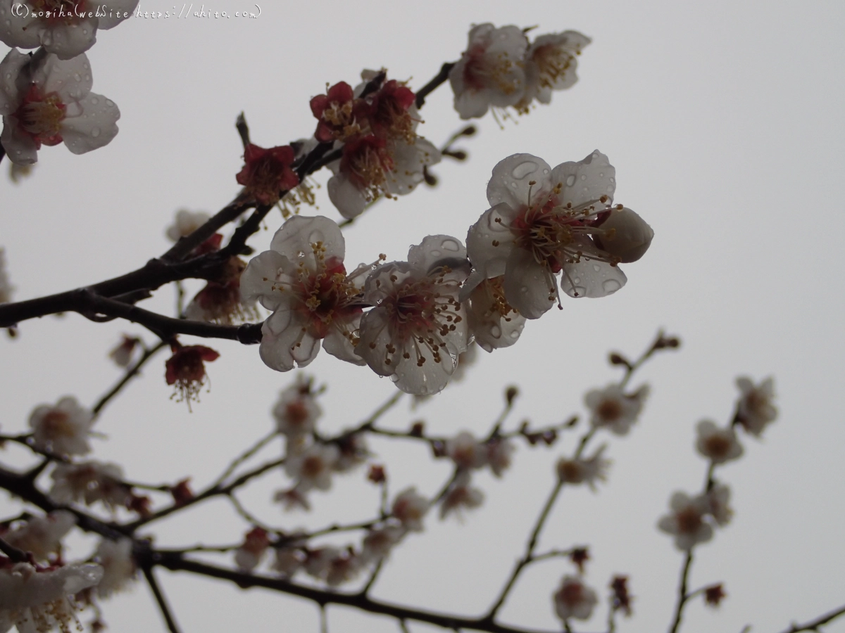 雨降りの梅の花（１） - 20