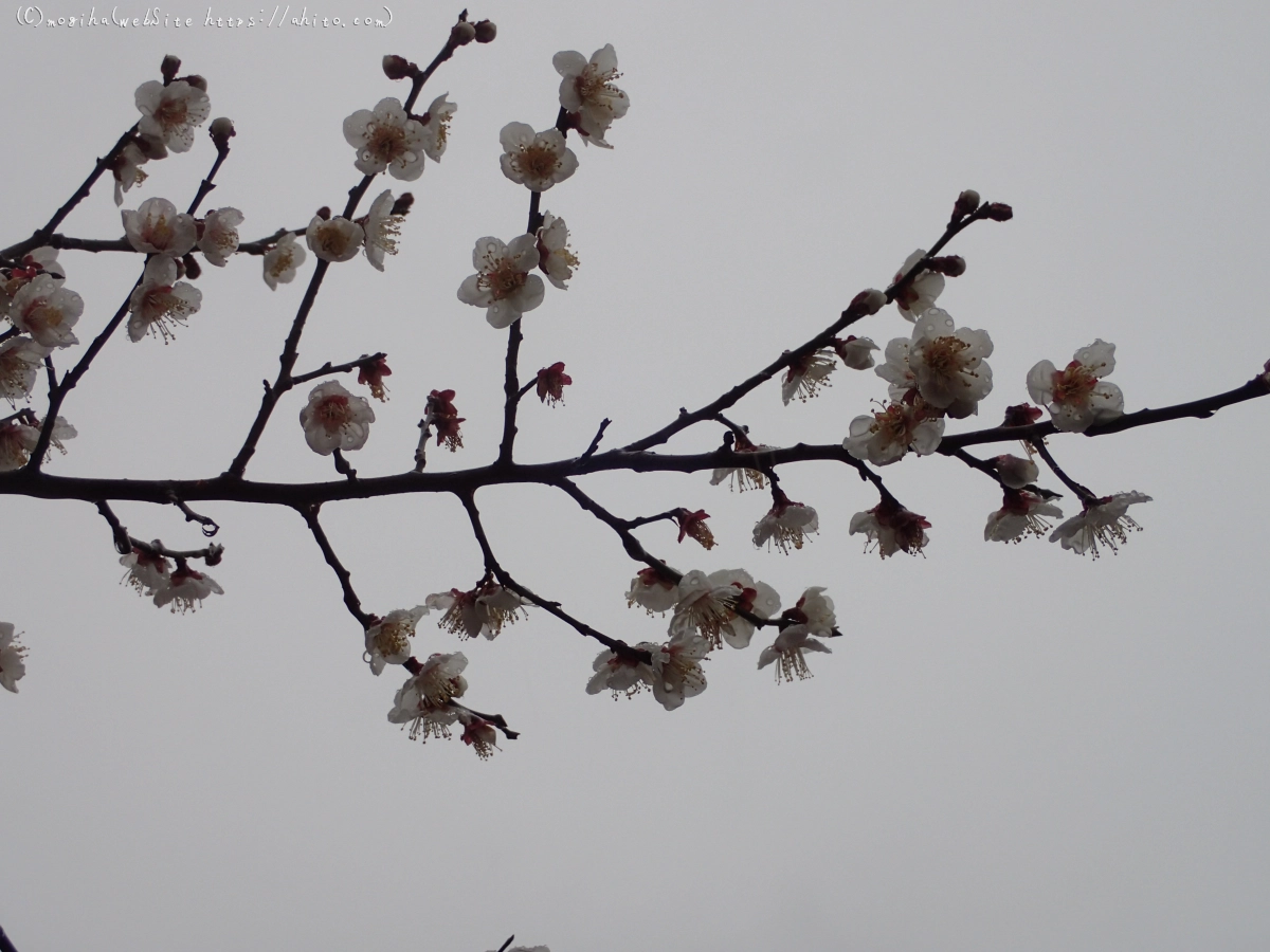 雨降りの梅の花（１） - 21