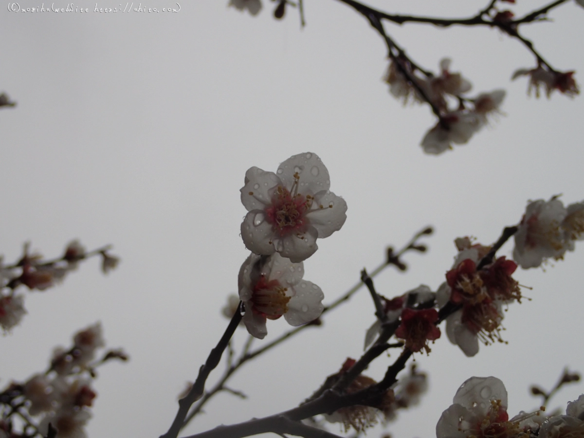 雨降りの梅の花（１） - 22