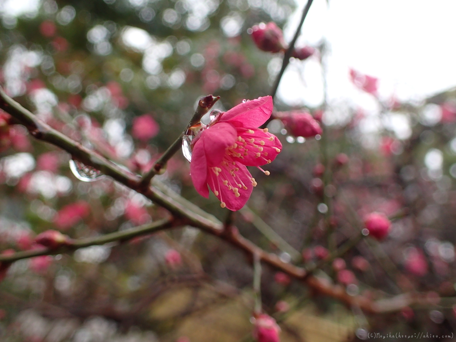 雨降りの梅の花（１） - 23