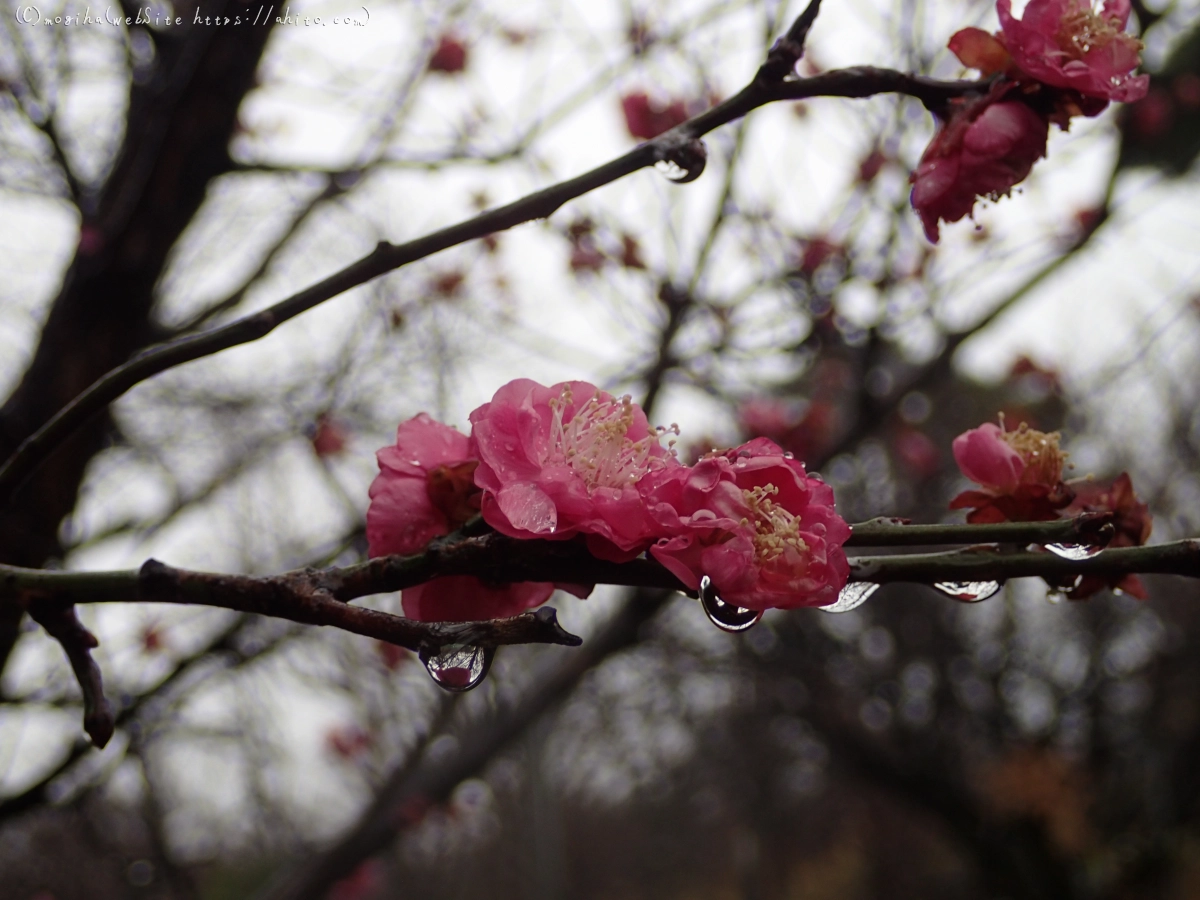 雨降りの梅の花（１） - 23