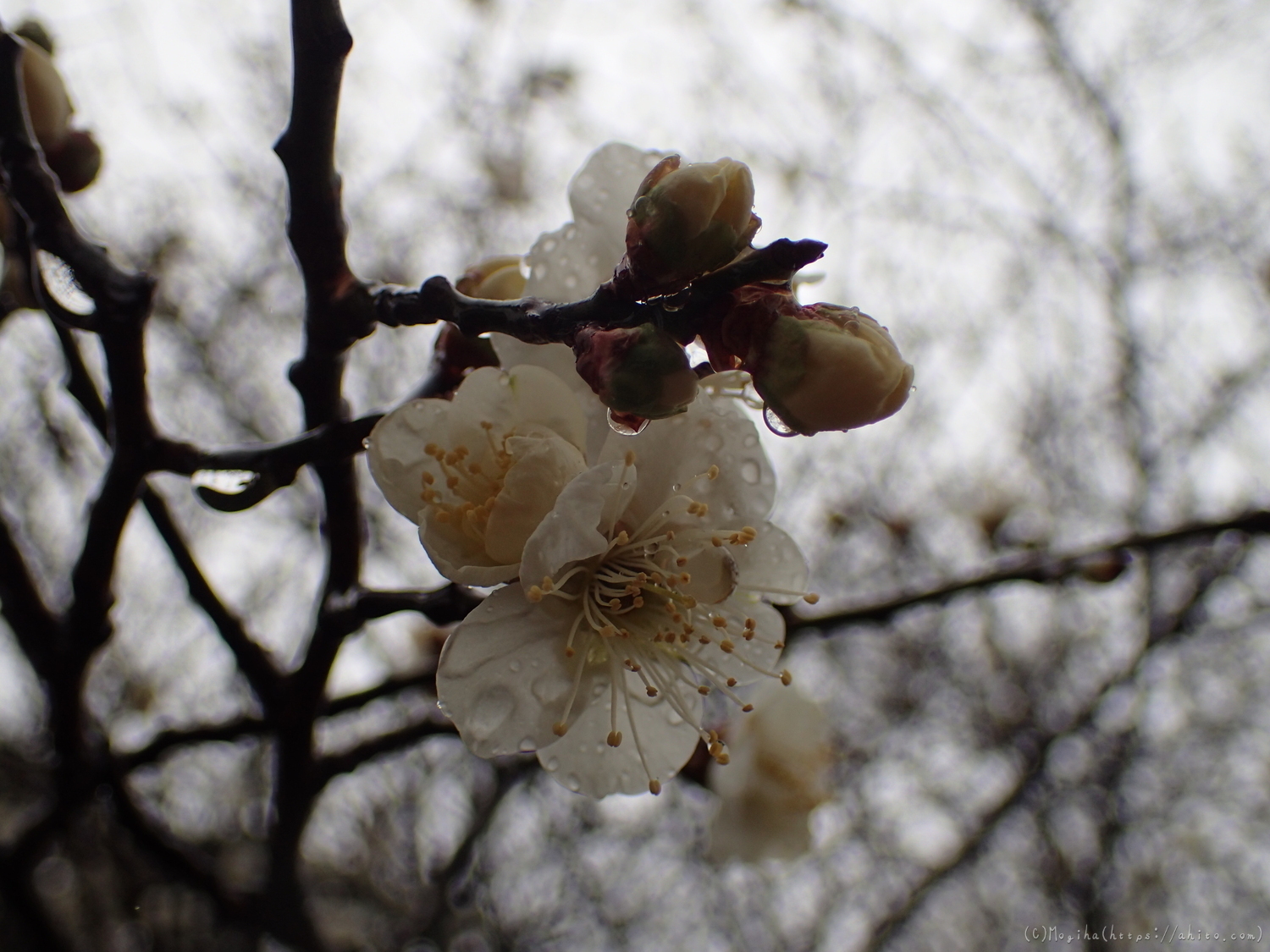 雨降りの梅の花（１） - 24