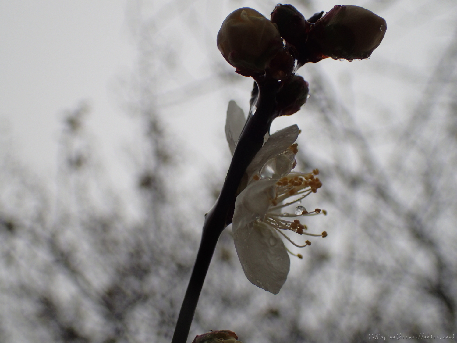 雨降りの梅の花（１） - 25