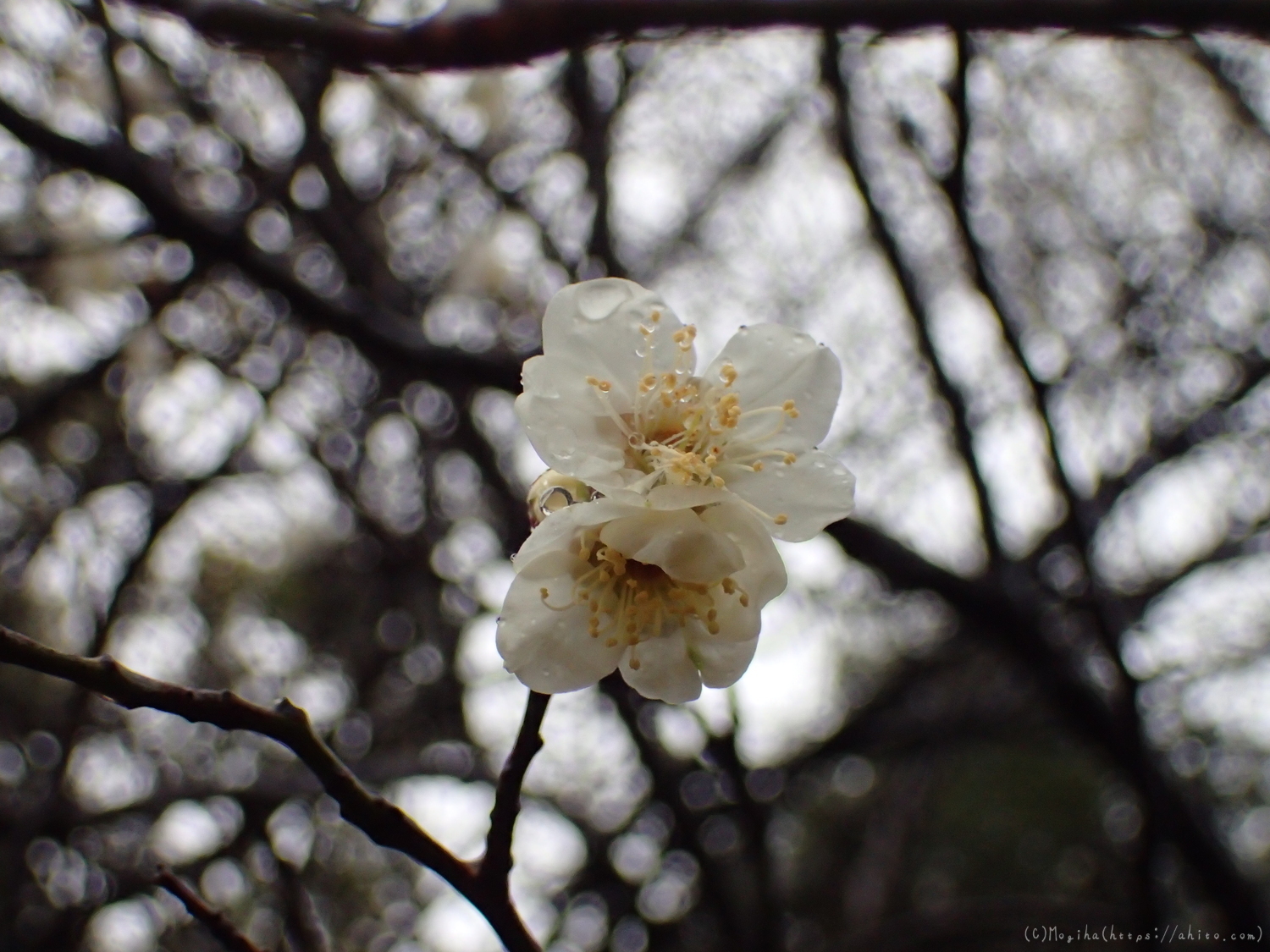 雨降りの梅の花（１） - 26