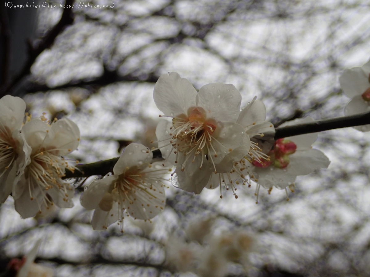 雨降りの梅の花（１） - 26