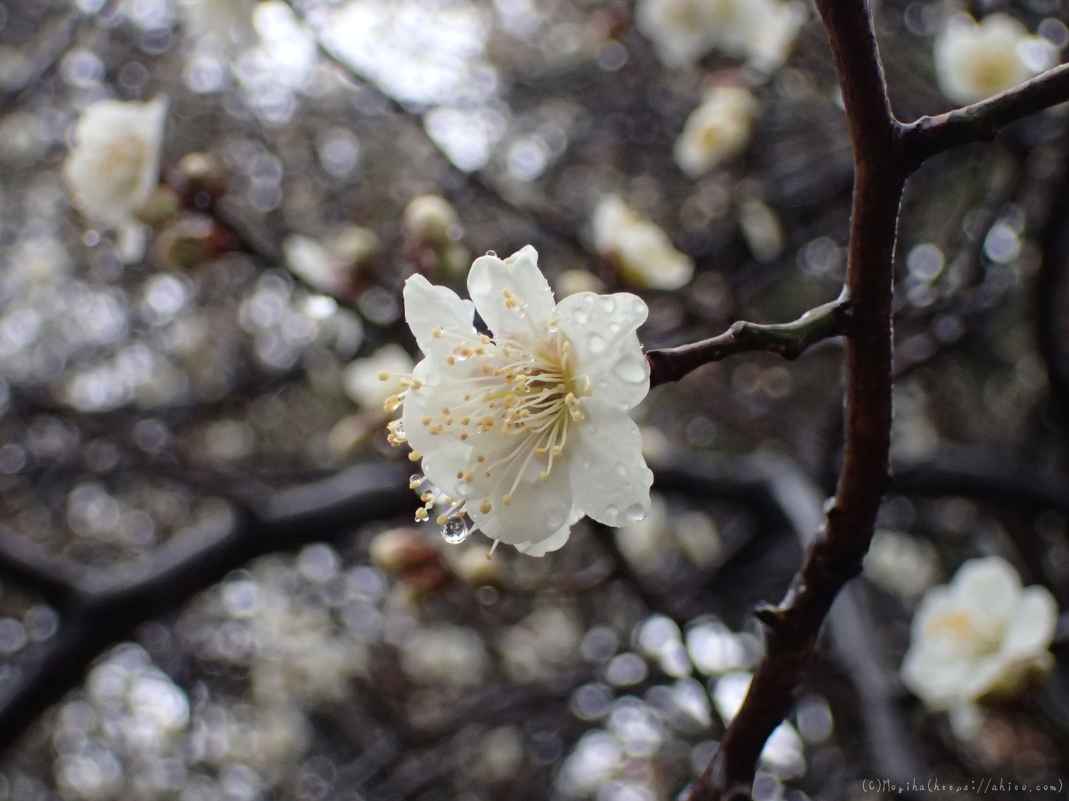 雨降りの梅の花（１） - 29