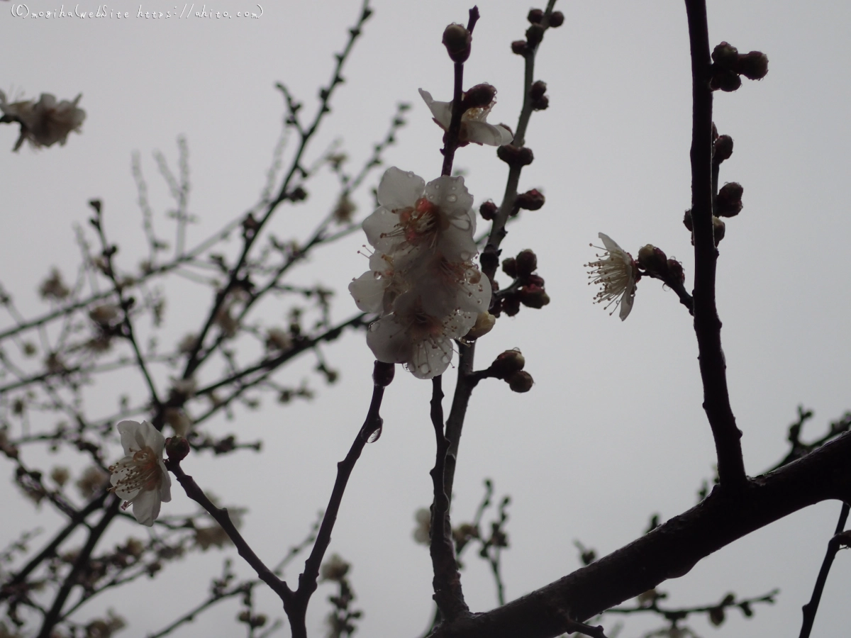 雨降りの梅の花（１） - 29