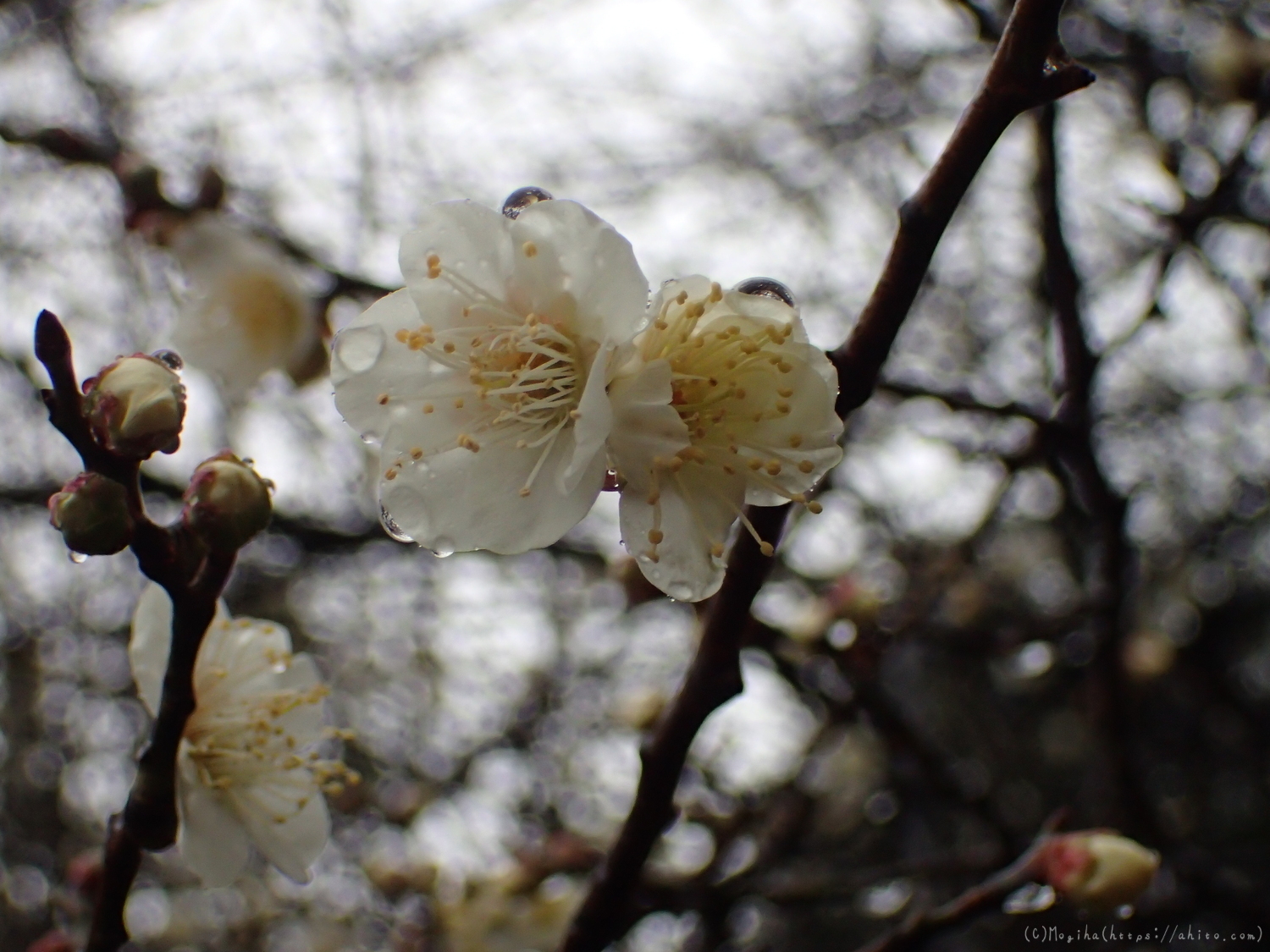 雨降りの梅の花（１） - 30