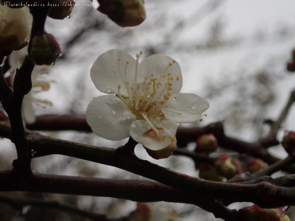 雨降りの梅の花（１） - 30