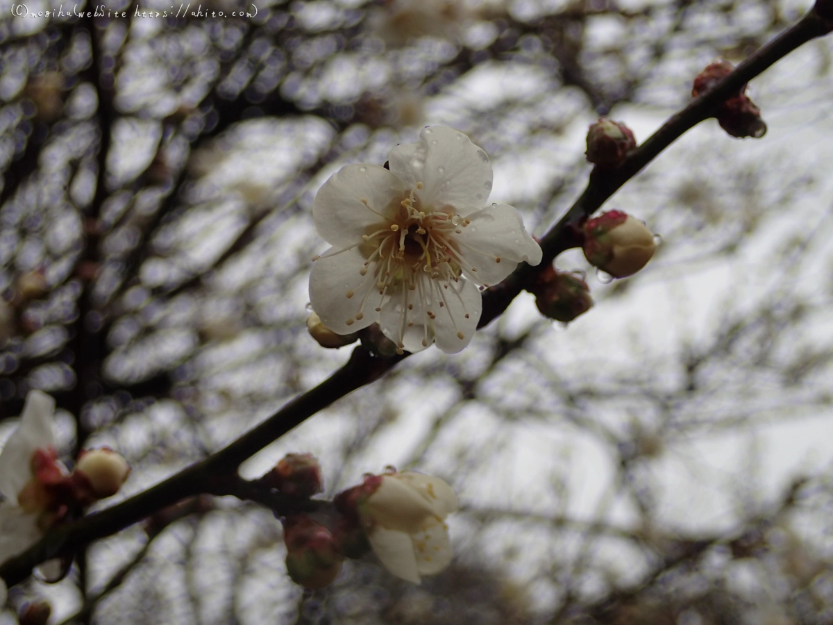 雨降りの梅の花（１） - 32